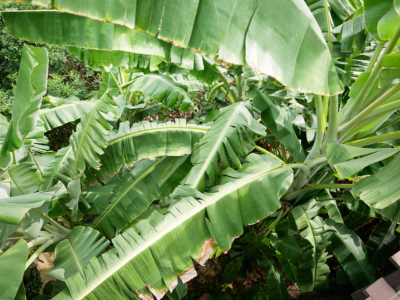 香蕉树