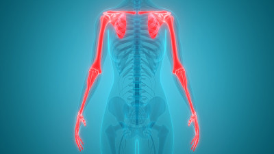 人体骨骼系统上肢解剖学