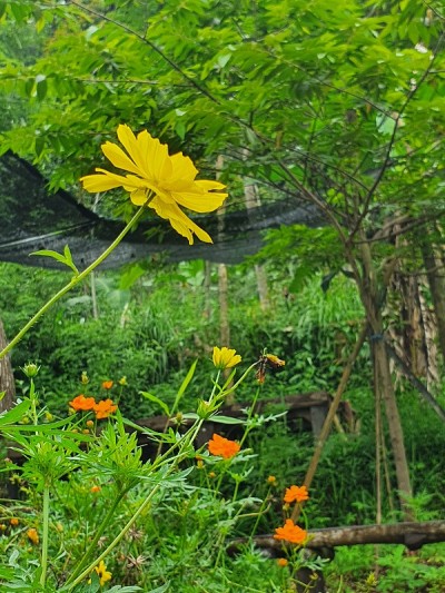 花