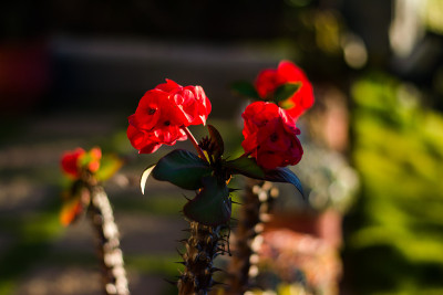 花