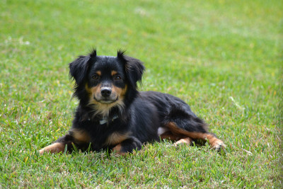 草丛中的长毛腊肠犬