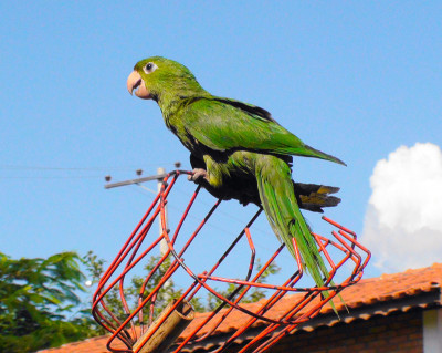 Maritaca(白眼睛)- leucohalmus Aratinga