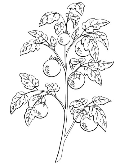 番茄图形灌木黑白色孤立素描插图矢量