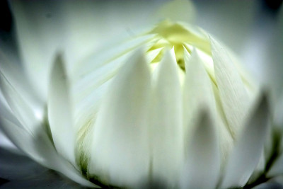 花盛开