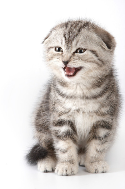 可爱的苏格兰折耳猫的喵叫(孤立的白色)