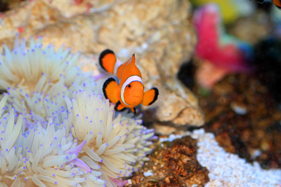 Ocellaris clownfish