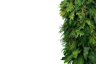 热带树叶叶植物灌木，垂直的绿色墙自然背景边界上的白色背景与修剪路径。
