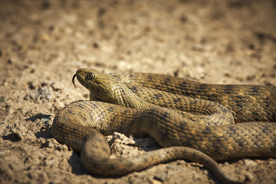 骰蛇(Natrix tessellata)的自然习惯。多瑙河三角洲，罗马尼亚