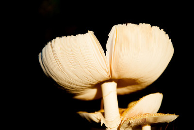 蘑菇