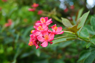 粉红色麻风树花