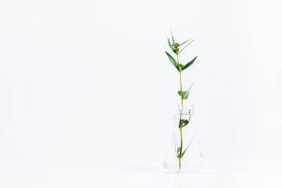 白色背景下科学试管植物实验，白色背景下试管植物和其他实验室玻璃器皿，白色背景下绿色新鲜植物在实验室玻
