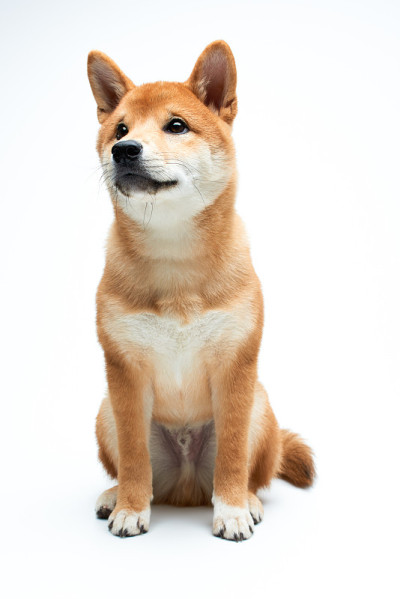 柴犬小狗