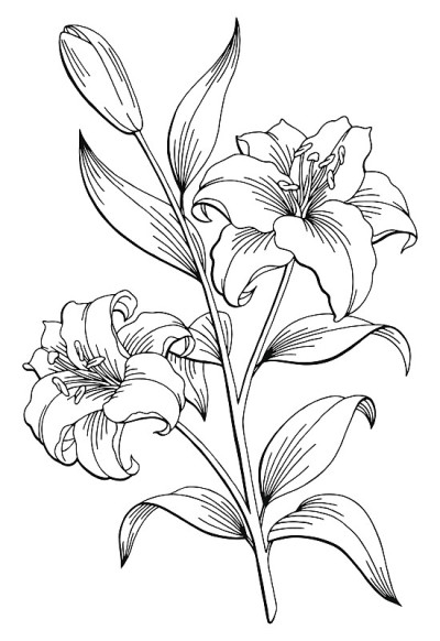 百合花图形黑白孤立素描插图矢量