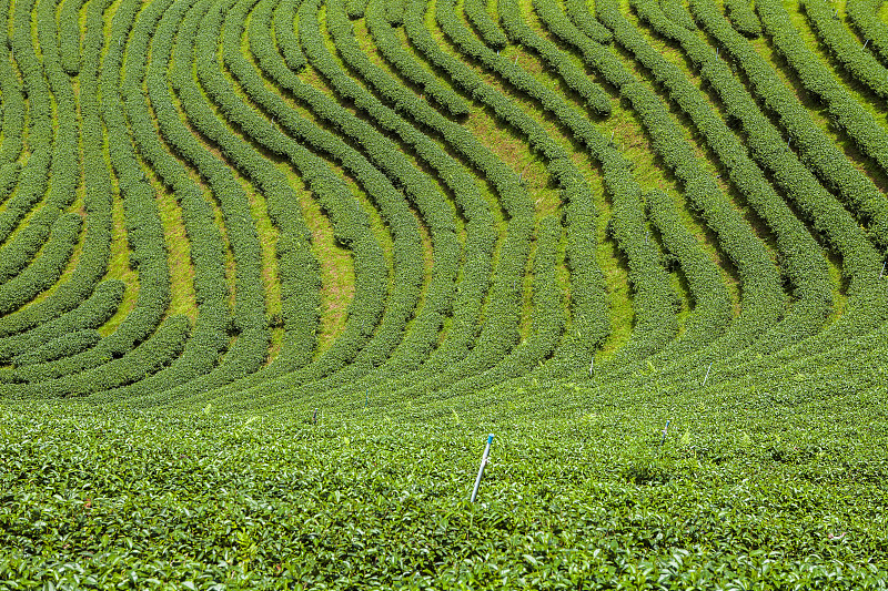 泰国的茶园。