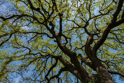 Quercus