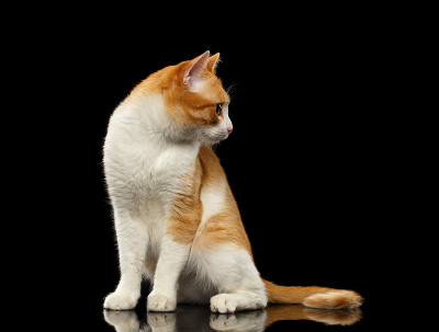 惊讶的姜猫坐在黑镜上看着右边