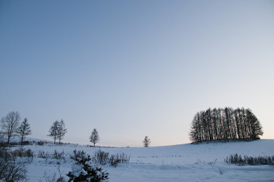 落叶松林雪山