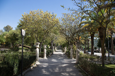 tree-lined avenue