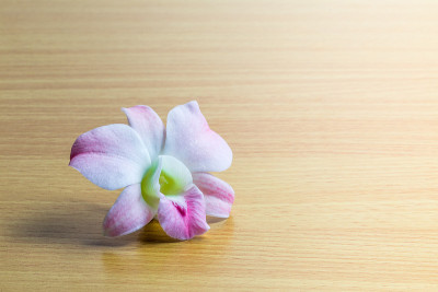 木镶板上的粉红色石斛兰花