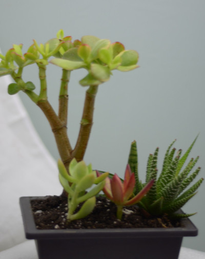 盆景花盆中的多肉植物