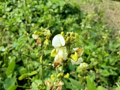 绿色蔬菜树，蔬菜，白花，名字是豆子。