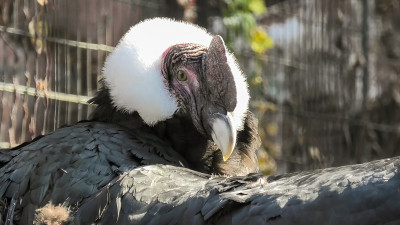 安第斯秃鹰(Vultur gryphus)是一种南美鸟类，属于新大陆秃鹰科，是秃鹰属的唯一成员