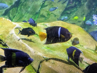 加勒比海海洋生物