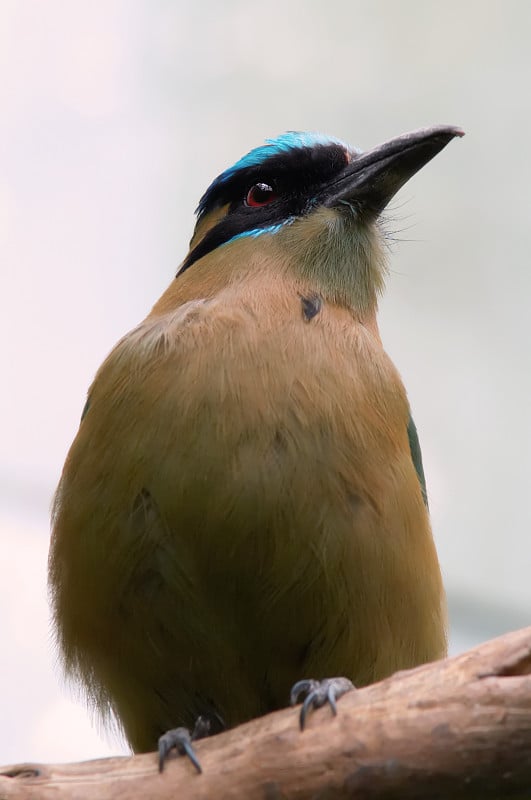 Blue-Crowned Motmot