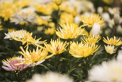 花7