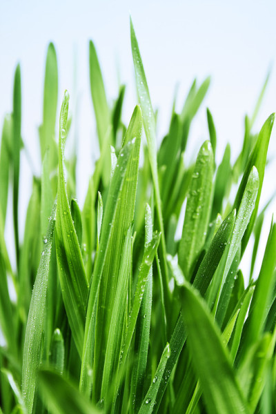 绿草