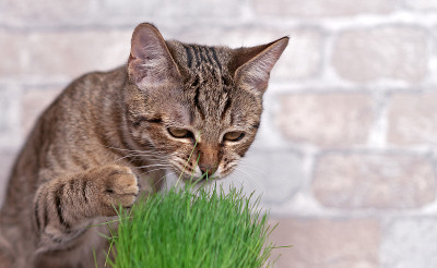 虎斑猫吃新鲜的绿草。