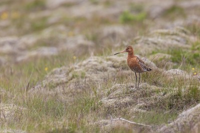 在草丛里的黑尾塍鹬，Limosa Limosa