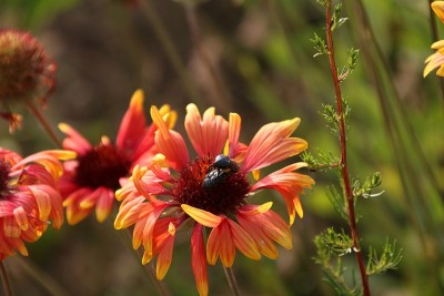 花，菖蒲和蜜蜂