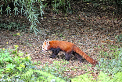 A red panda on a tree