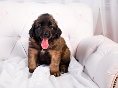 白色沙发上的小狗Leonberger