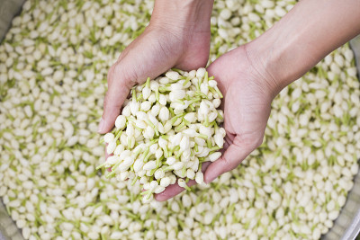 手捧茉莉花