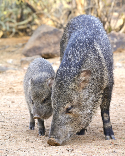 宝贝和爸爸javelina