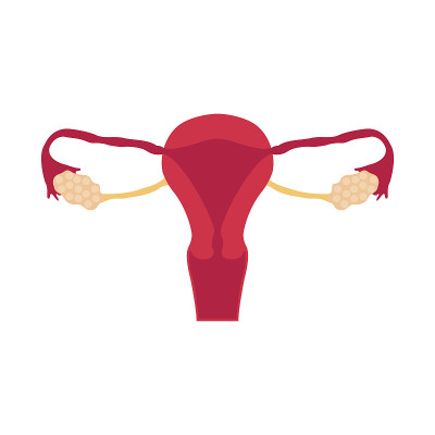 女性生殖系统，电路示意图，彩色手绘插图