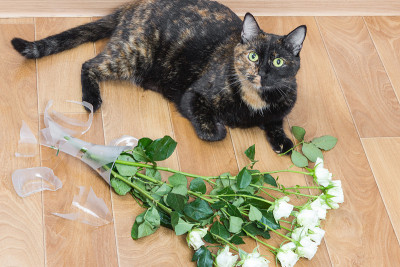 家猫摔碎了玻璃花瓶里的花。