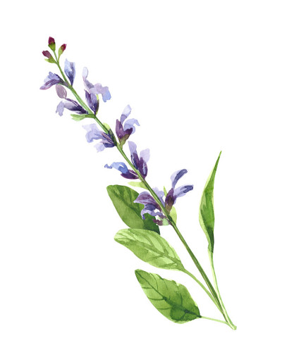 水彩手绘鼠尾草枝花。
