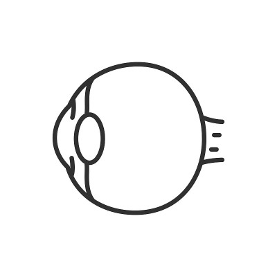 眼睛的结构。线条与可编辑的笔触