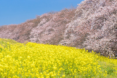 日本埼玉县熊谷的樱花和菜花