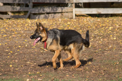 德国牧羊犬小狗在秋天的公园里散步。宠物的动物。