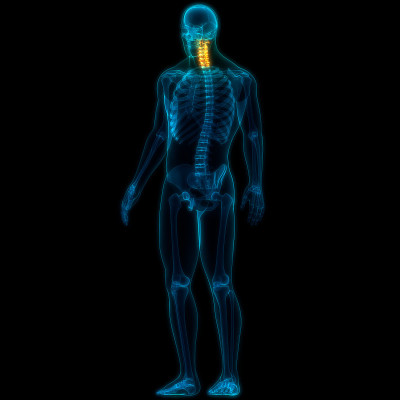 人体骨骼系统解剖学中的脊柱、颈椎