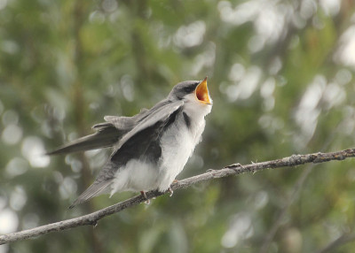 树燕子(幼年)(tachycineta bicolor)乞讨食物