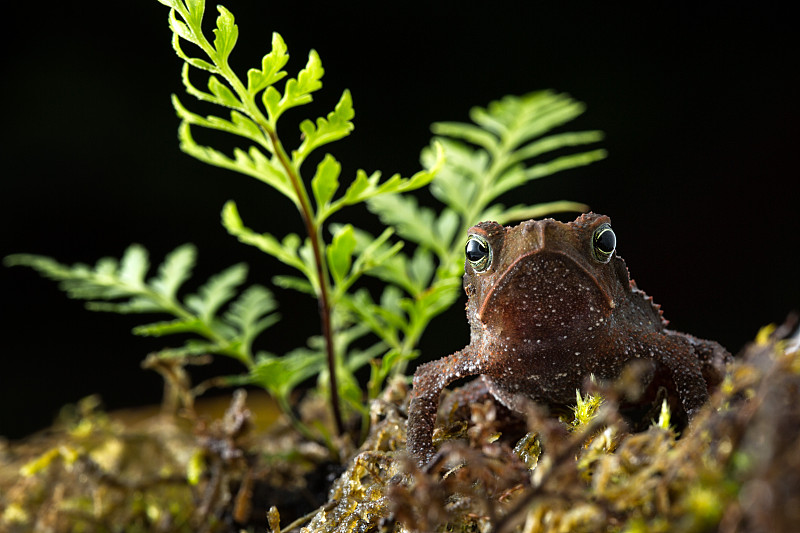 mararitifera Rhinella mararitifera是一种大型的热带雨林蟾蜍