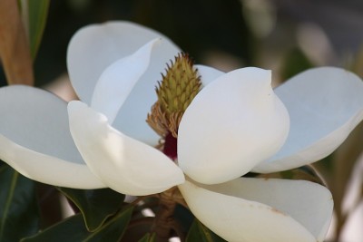 玉兰花