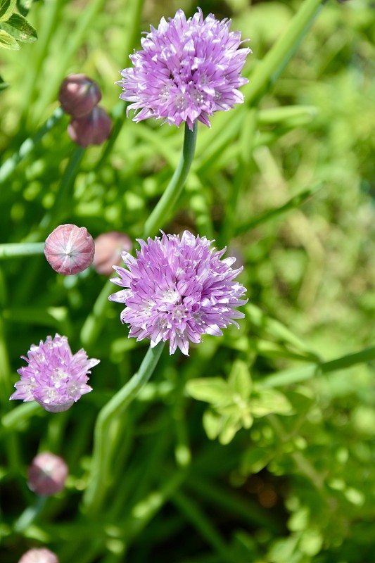 细香葱花