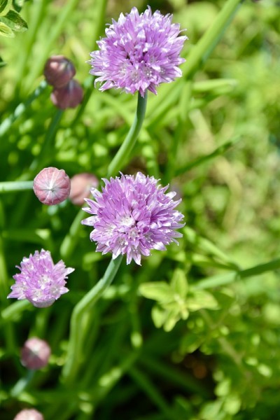 细香葱花
