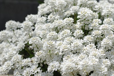 伊比利亚花的特写